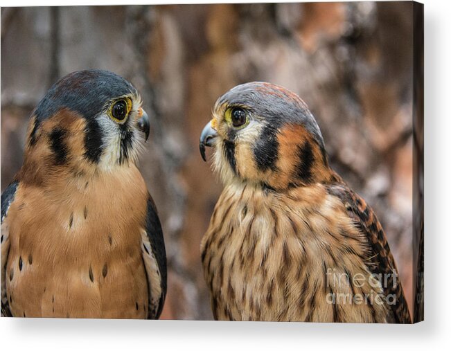 Kestrels Acrylic Print featuring the photograph Are You Talking to Me? by John Greco