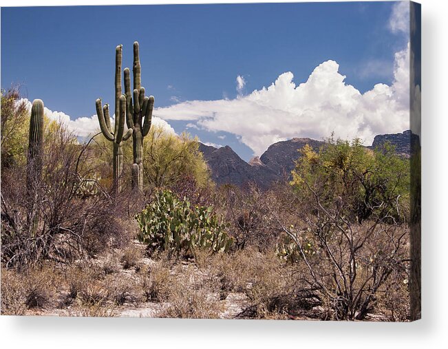 Arizona Acrylic Print featuring the photograph Arizona Desert by David Palmer