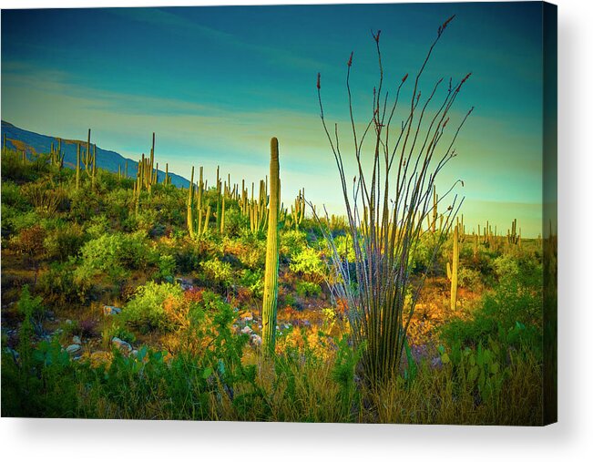 Sonoran Desert Acrylic Print featuring the photograph Arizona Landscape Series L9250069 by Sandra Selle Rodriguez