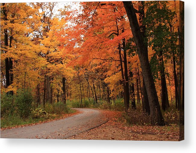 Trees Acrylic Print featuring the photograph Around Every Curve by Lyle Hatch