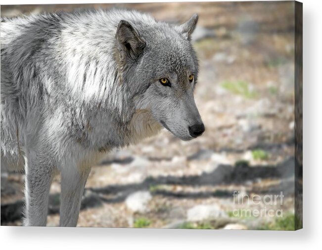 Canis Lupus Acrylic Print featuring the photograph Artic Wolf by Anthony Sacco