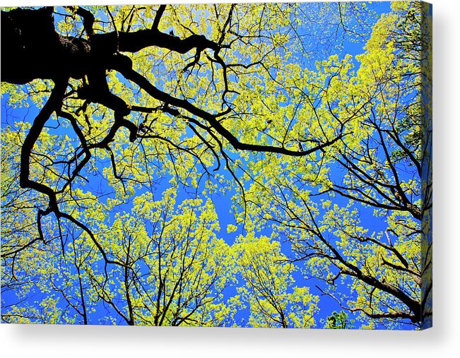 Tree Canopy Acrylic Print featuring the photograph Artsy Tree Canopy Series, Early Spring - # 03 by The James Roney Collection