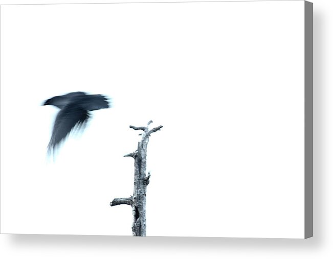 Nature Acrylic Print featuring the photograph As The Crow Flies by Kreddible Trout