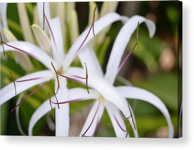 Kauai Acrylic Print featuring the photograph Asiatic Poison Lily 2 by Amy Fose