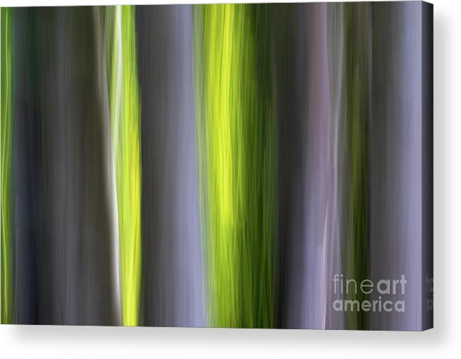 Green Acrylic Print featuring the photograph Aspen Blur #7 by Vincent Bonafede