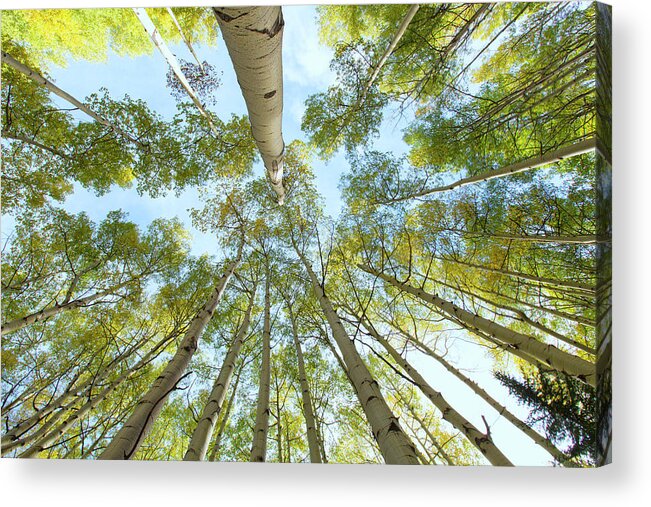 Aspens Acrylic Print featuring the photograph Aspen Canopy by Nancy Dunivin