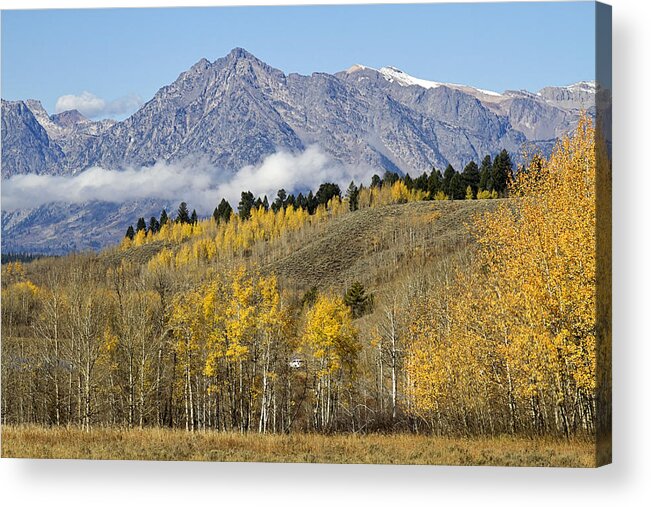 Tetons Acrylic Print featuring the photograph Aspen colours by Shirley Mitchell