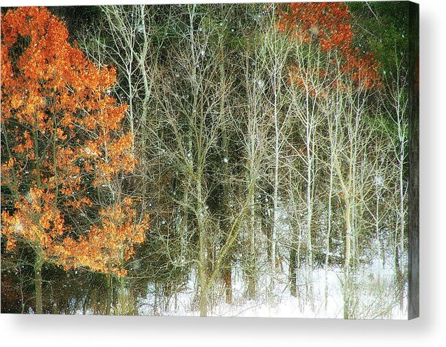 Trees Acrylic Print featuring the photograph Aspens and Color by Clare VanderVeen