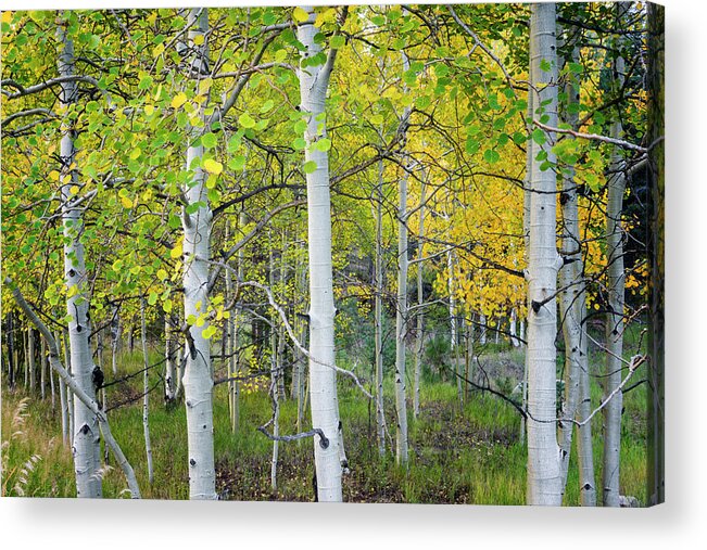 Aspen Acrylic Print featuring the photograph Aspens In Autumn 6 - Santa Fe National Forest New Mexico by Brian Harig