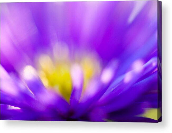 Flower Acrylic Print featuring the photograph Aster Flower by Silke Magino