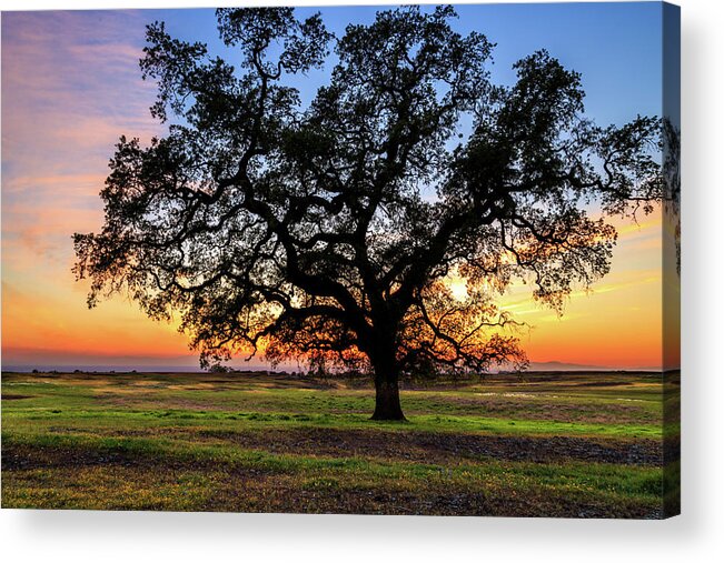 Oak Acrylic Print featuring the photograph An Oak At Sunset by James Eddy