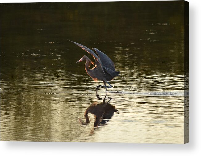 Egret Acrylic Print featuring the photograph At Sunrise by Jim Bennight