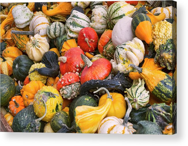 Gourds Acrylic Print featuring the photograph At the Farmers Market - Squash and Pumpkins by Peggy Collins