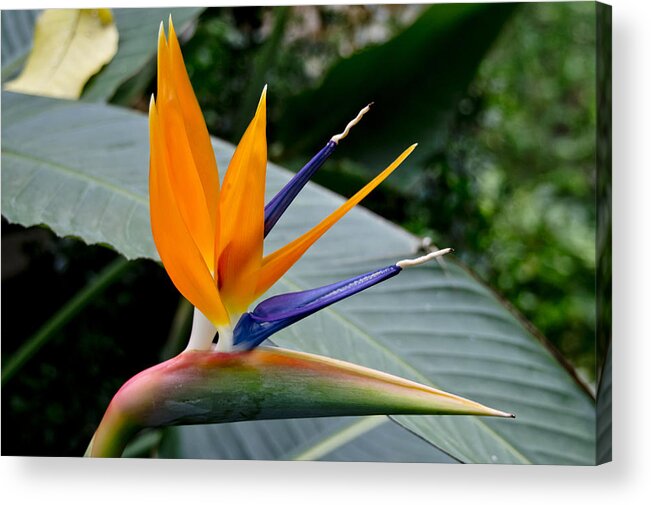 Exotic Flower Acrylic Print featuring the photograph Audacious by Elena Perelman