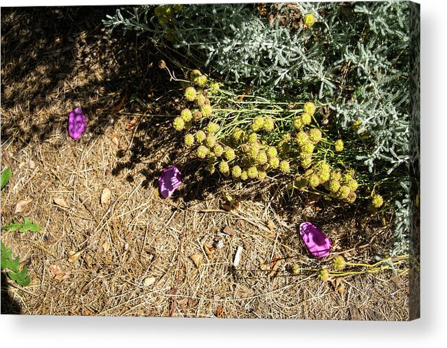 August Ground Cover Acrylic Print featuring the photograph August Ground Cover by Tom Cochran