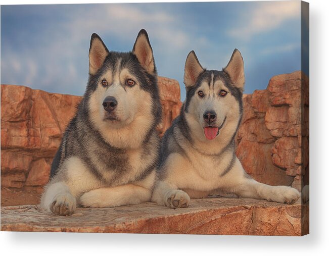 Animal Acrylic Print featuring the photograph Aurora and Timber by Brian Cross
