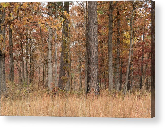 Missouri Department Of Conservation Acrylic Print featuring the photograph Autumn at Peck Ranch by Holly Ross