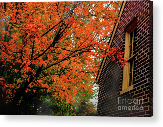 Tree Acrylic Print featuring the photograph Autumn at the Window by Sandy Moulder