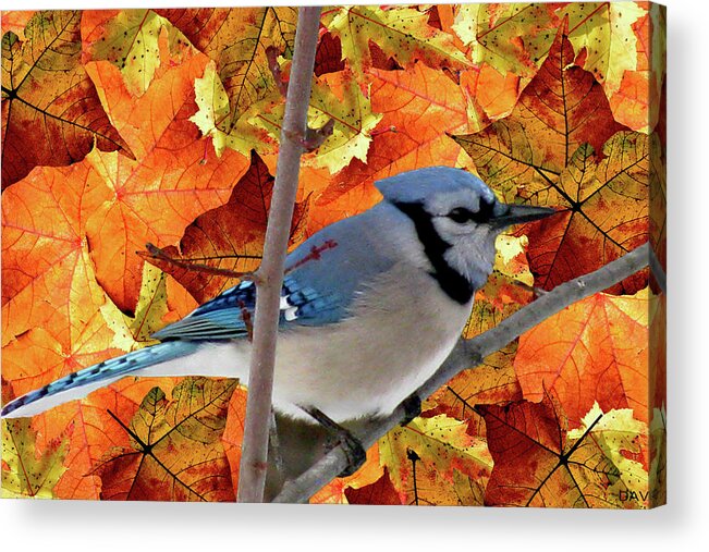 Autumn Blue Jay Acrylic Print featuring the mixed media Autumn Blue Jay by Debra   Vatalaro