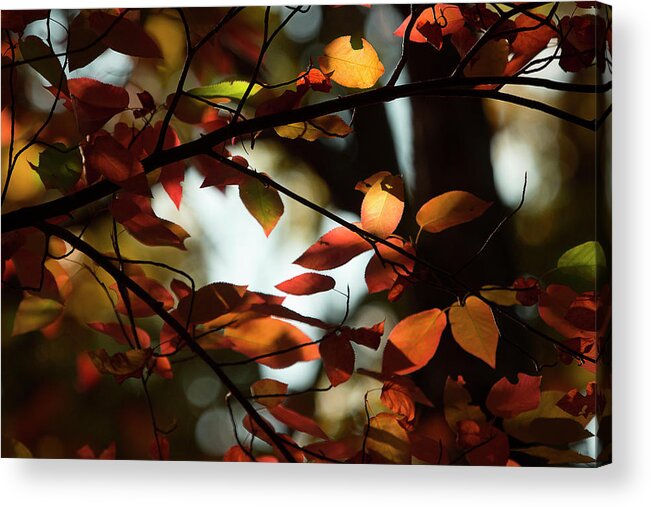 Fall Leaves Acrylic Print featuring the photograph Autumn Changing by Mike Eingle