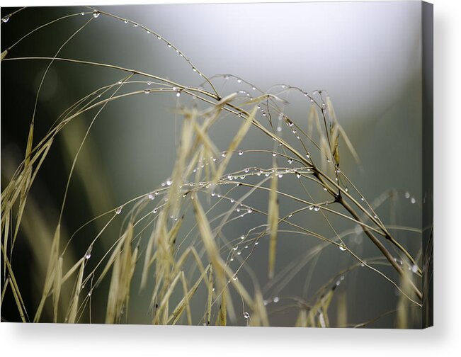 Autumn Acrylic Print featuring the photograph Autumn dew on grass by Spikey Mouse Photography