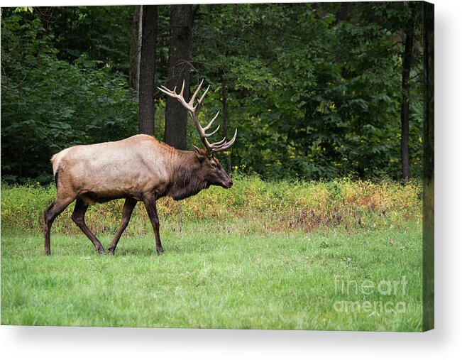 Bull Acrylic Print featuring the photograph Autumn Elk by Andrea Silies