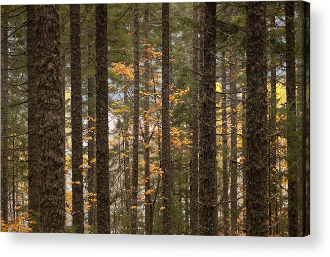 Autumn Acrylic Print featuring the photograph Autumn Forest by Scott Slone