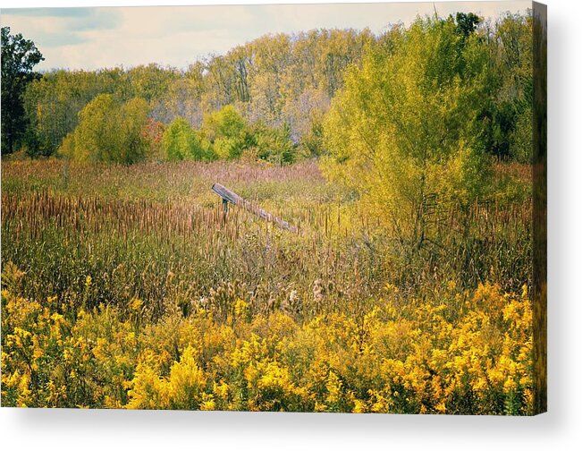 Autumn Gold Acrylic Print featuring the photograph Autumn Gold by Maria Urso