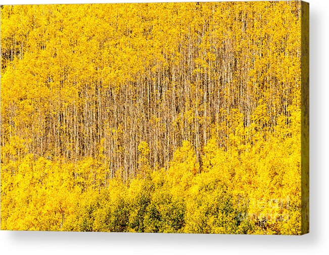 Afternoon Acrylic Print featuring the photograph Autumn Harp by Greg Summers