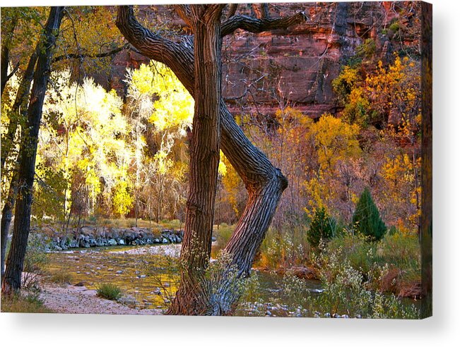 Autumn Acrylic Print featuring the photograph Autumn in Zion by Patricia Haynes