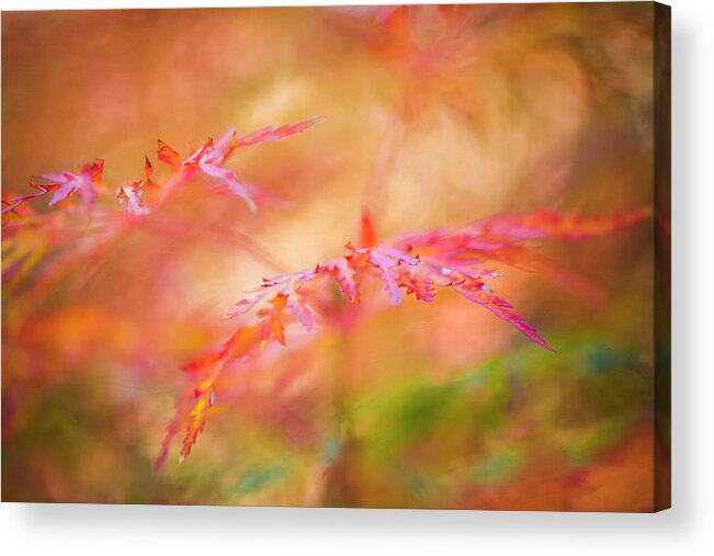 Autumn Acrylic Print featuring the photograph Autumn Leaf Abstract by Kim Carpentier