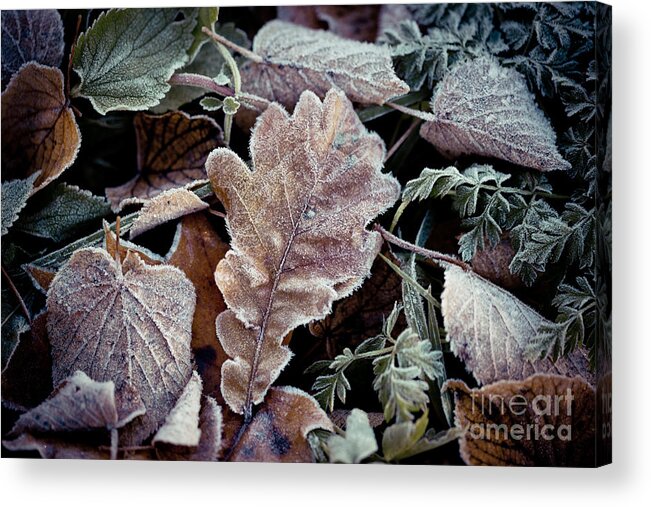 Colors Acrylic Print featuring the photograph Autumn leaves frozen Artmif.lv by Raimond Klavins