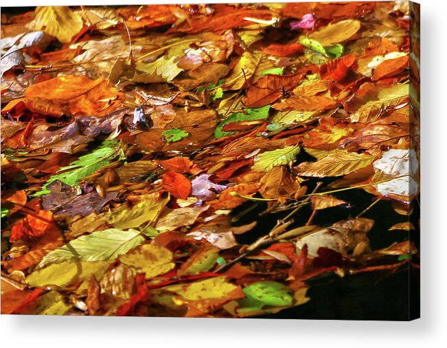 Autumn Acrylic Print featuring the photograph Autumn Leaves by Mitch Cat