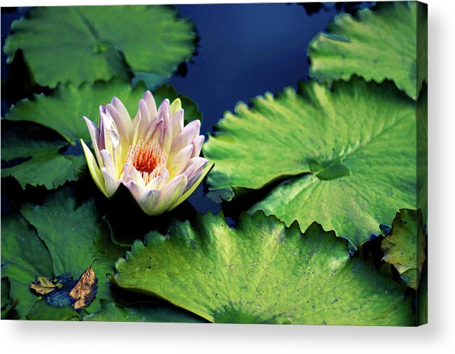 Lily Lily Pads Acrylic Print featuring the photograph Autumn Lily by Jessica Jenney