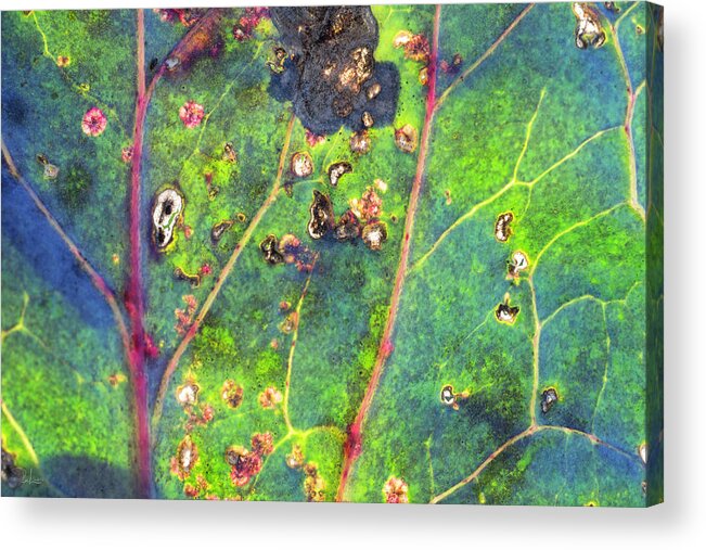 Leaf Acrylic Print featuring the photograph Autumn magic colors by Raffaella Lunelli