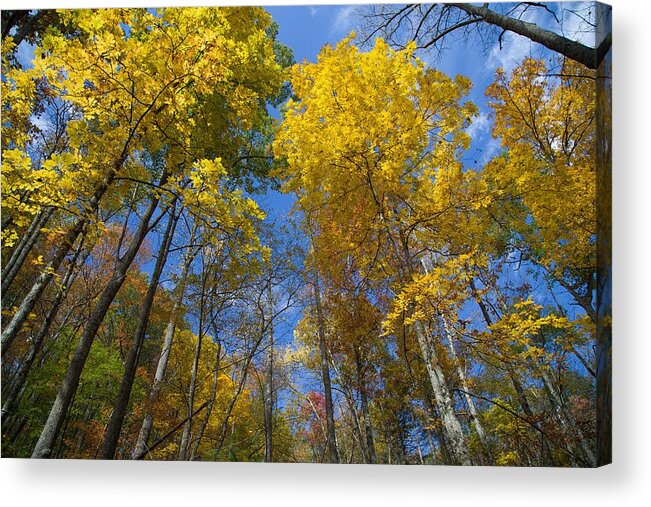 Fall Foliage Acrylic Print featuring the photograph Autumn Majesty by Kevin Craft