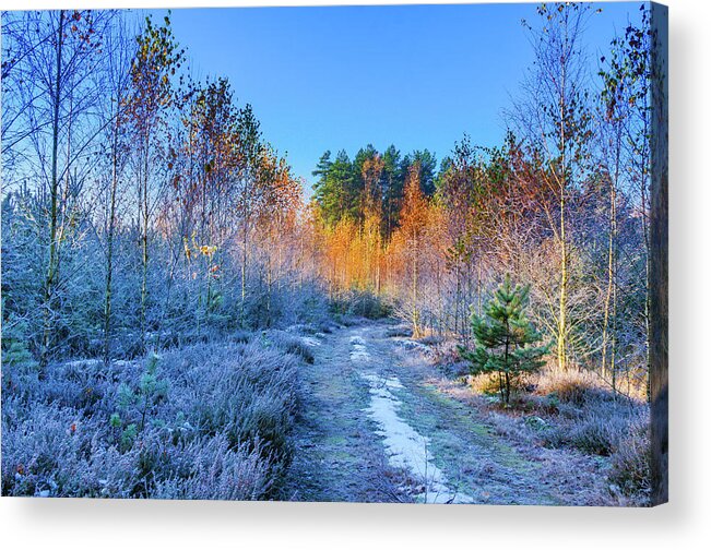 Yellow Acrylic Print featuring the photograph Autumn meets winter by Dmytro Korol