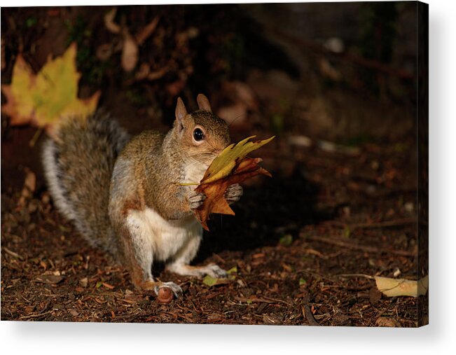Autumn Acrylic Print featuring the photograph Autumn Squirrel by Matt Malloy