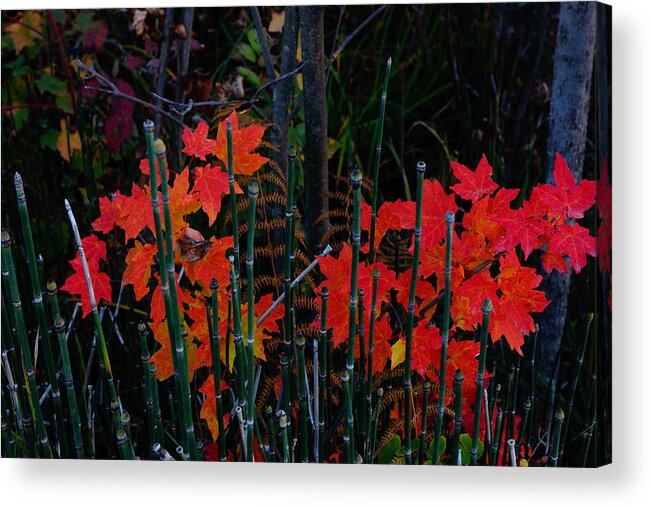 Color Acrylic Print featuring the photograph Autumn by Steven Clipperton