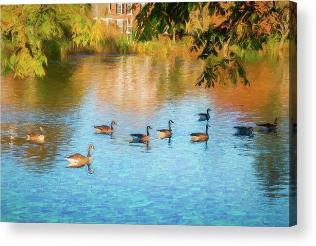 Geese Acrylic Print featuring the photograph Autumn Swim by Cathy Kovarik