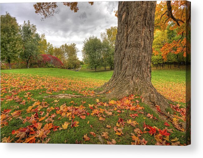 Autumn Acrylic Print featuring the photograph Autumn Tale by Mircea Costina Photography