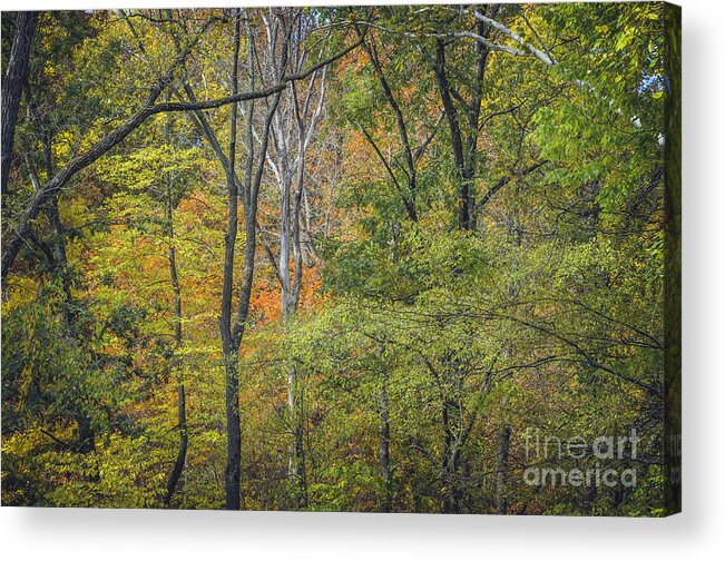 Autumn Acrylic Print featuring the photograph Autumn Tapestry by Tamara Becker