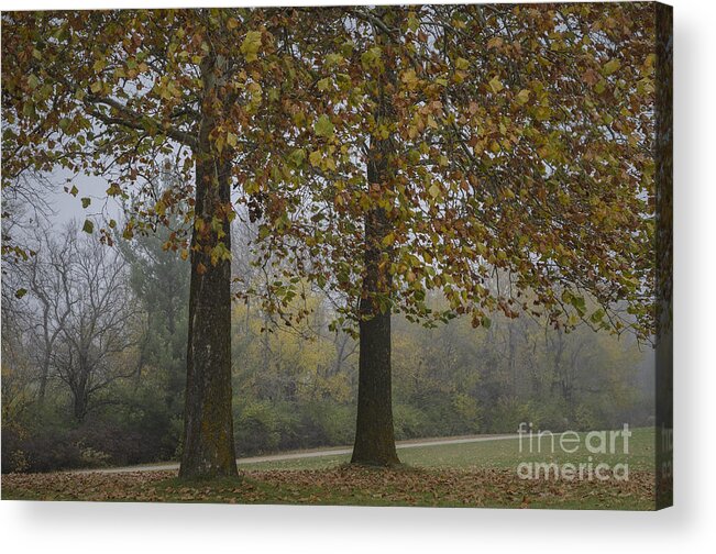 Autumn Acrylic Print featuring the photograph Autumn Trees with Fog by Tamara Becker