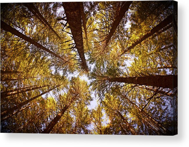Treetops Acrylic Print featuring the photograph Autumn Treetops by Bonnie Bruno