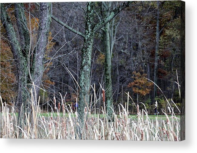 Woods Acrylic Print featuring the photograph Autumn Woods by Valerie Collins