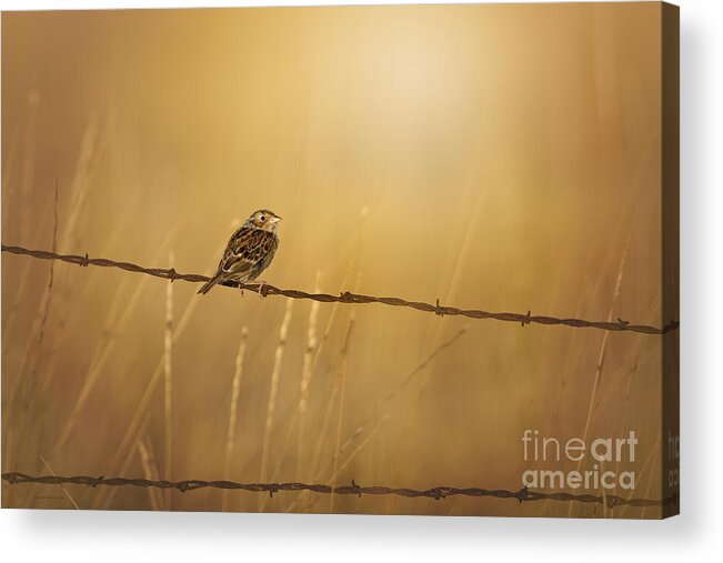 Sparrow Acrylic Print featuring the photograph Autumns Light by Beve Brown-Clark Photography