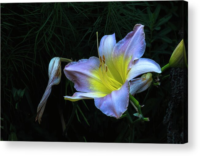 Hayward Garden Putney Vermont Acrylic Print featuring the photograph Awesome Daylily by Tom Singleton