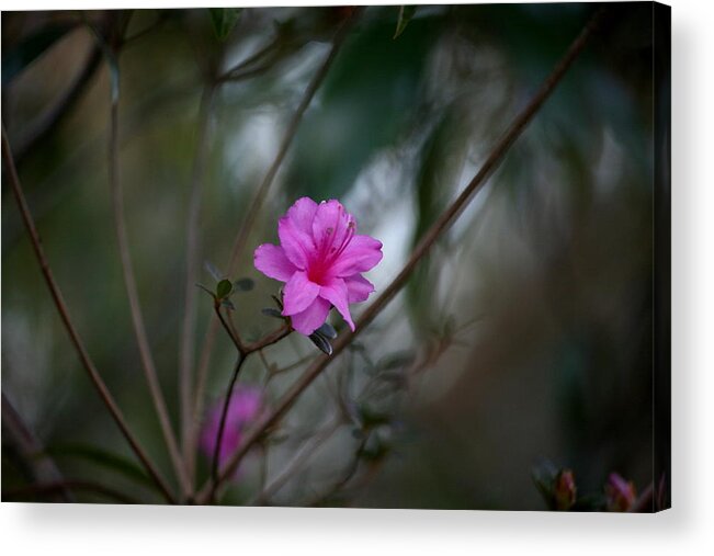 Flowers Acrylic Print featuring the photograph Azalea late in the Afternoon by Cathy Harper