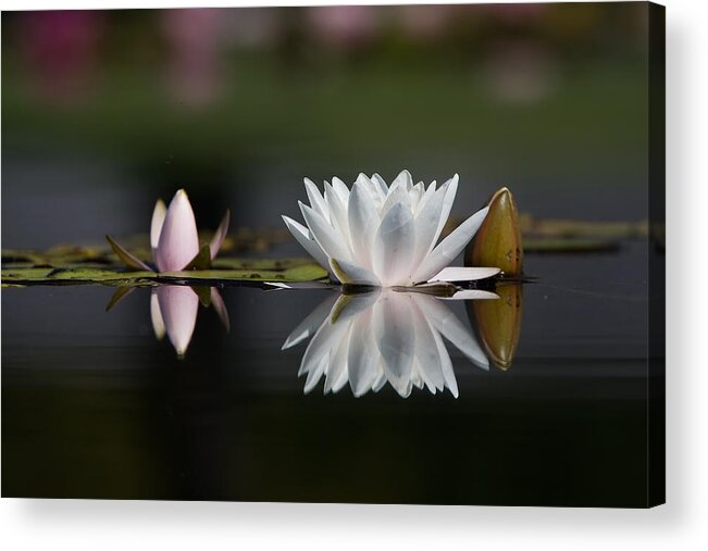 Waterlily Acrylic Print featuring the photograph B L O S S O M . A N D . B U D by Thomas Herzog