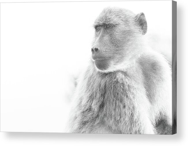 Baboon Acrylic Print featuring the photograph Baboon by Jose Vazquez